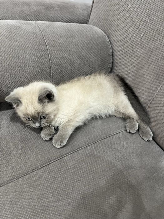 котенок британский колор-пойнт, короткошерстная