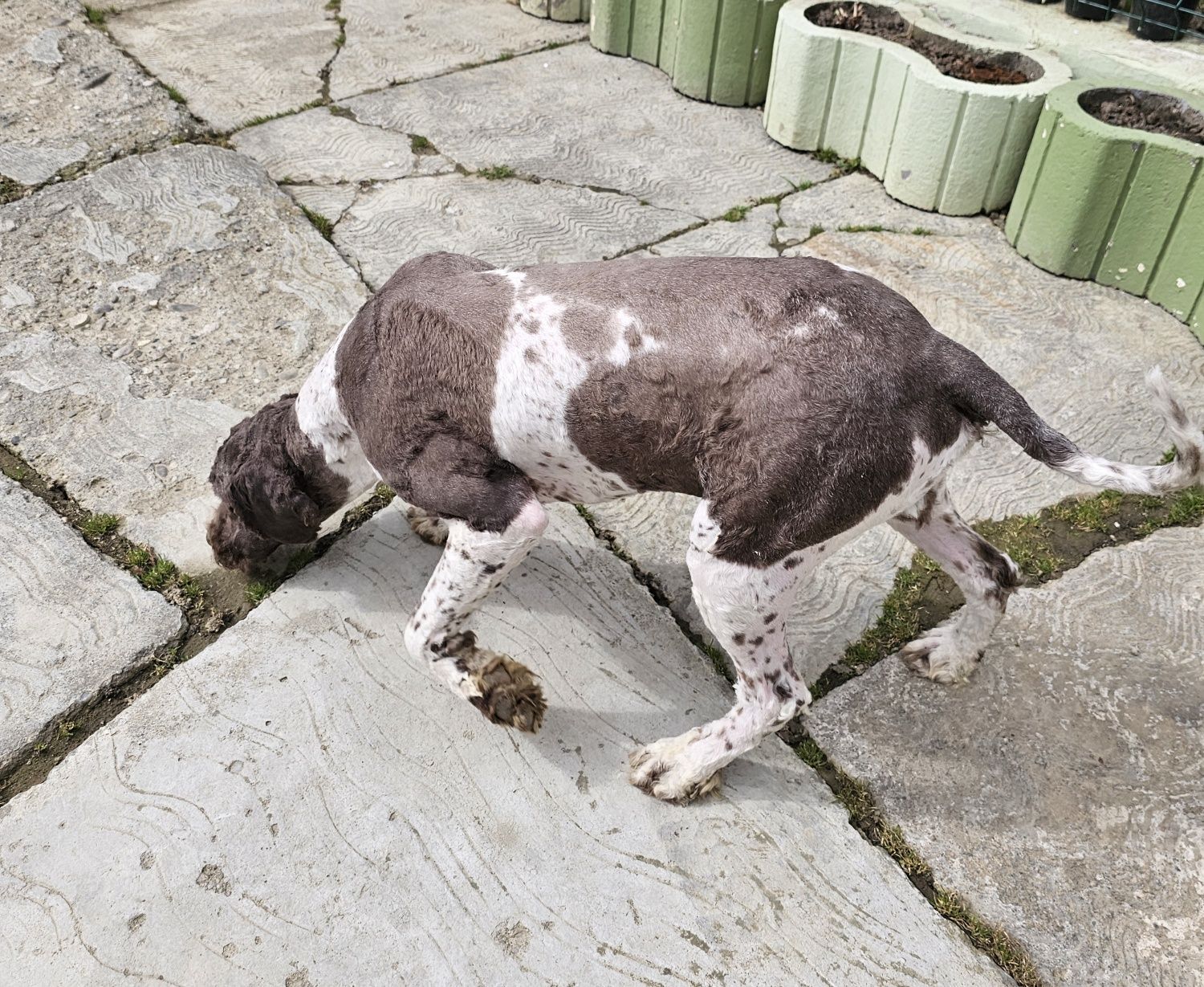 Vand câine Lagotto romagnolo pentru trufe