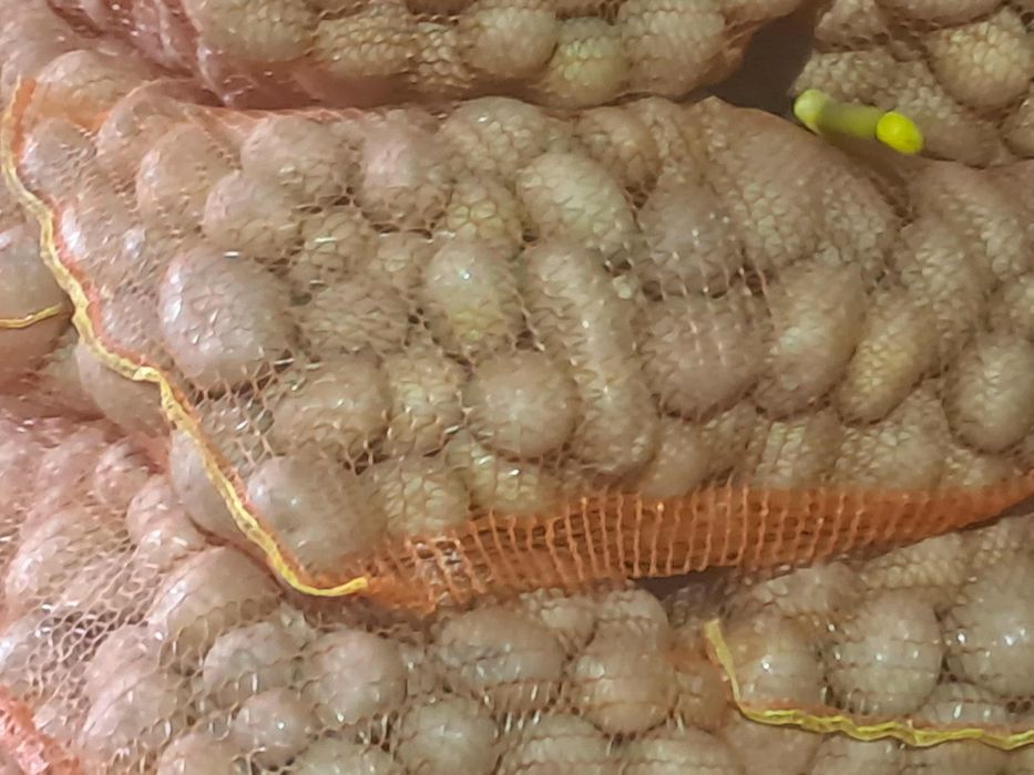 Cartof de vânzare consum și sămânță alb și roșu