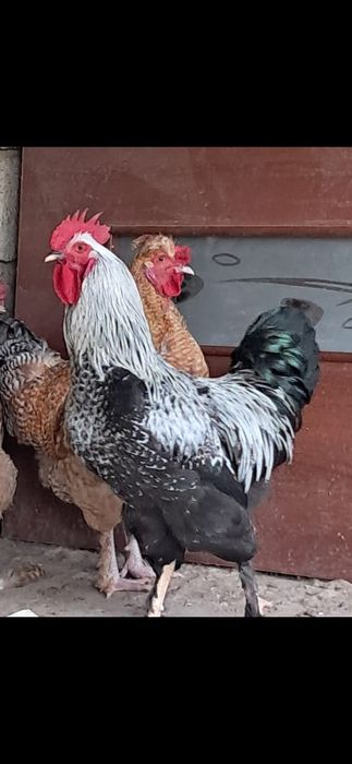 Кораз сатамын...