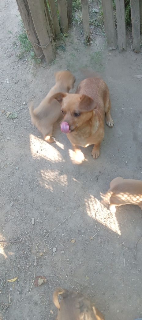 Donez cățeluși sorecari
