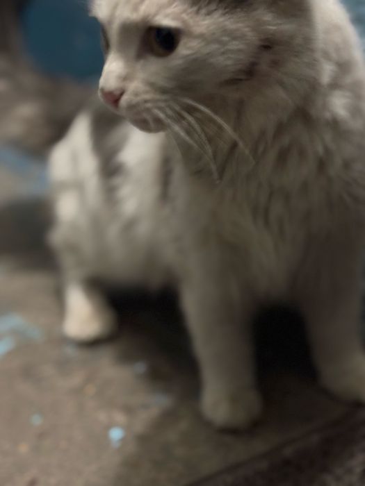 Имя : Икар . Блох нет но есть раны от других котов м злых людей