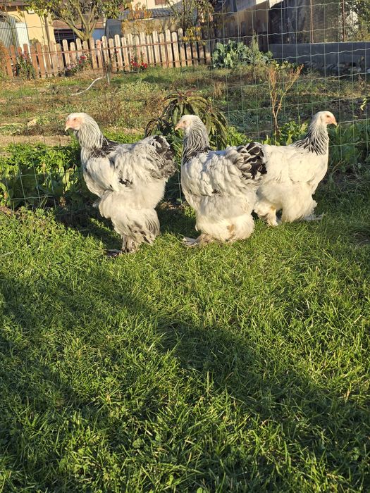 Brahma herminat deschis