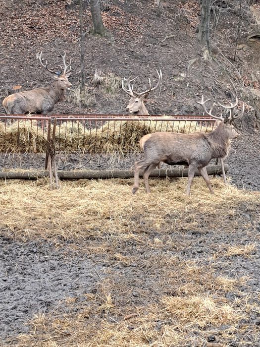 Cervus elaphus masculi si femele