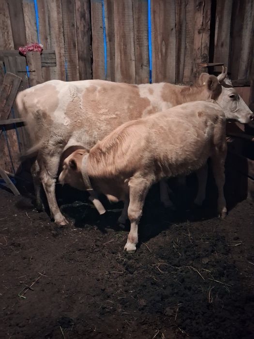 Корова и бычок подсос