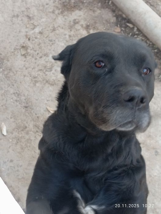 Собака каникорса