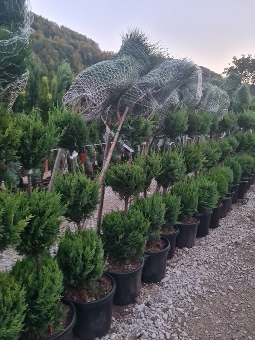 Plante ornamentale