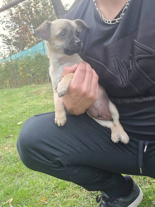 Чихуахуа момченце