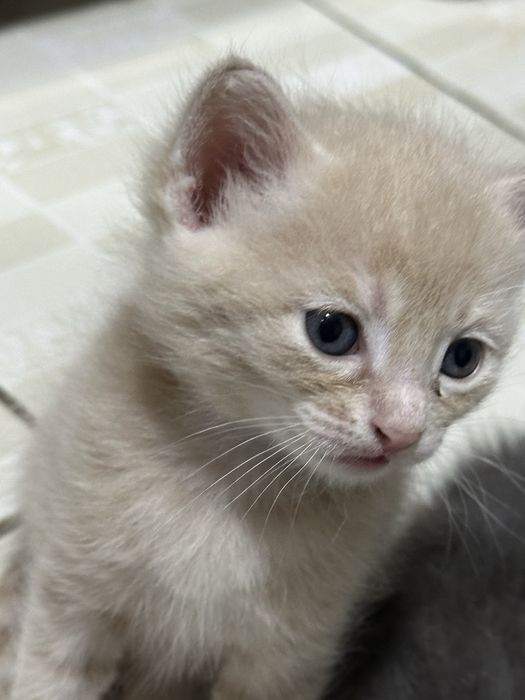 Mushukchalar beriladi