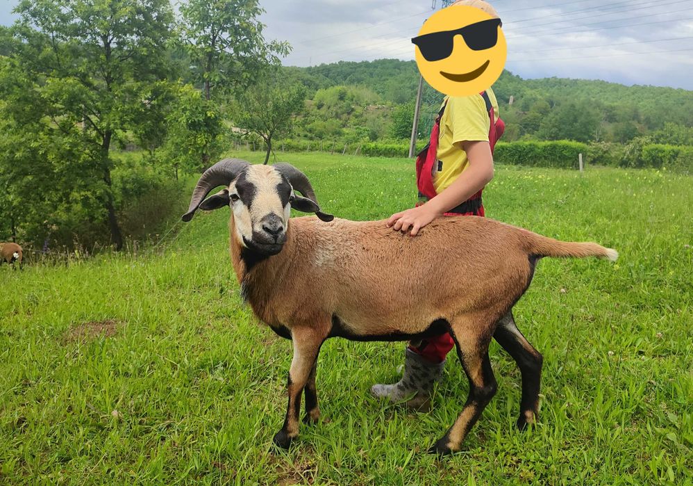 Berbec de camerun tanar