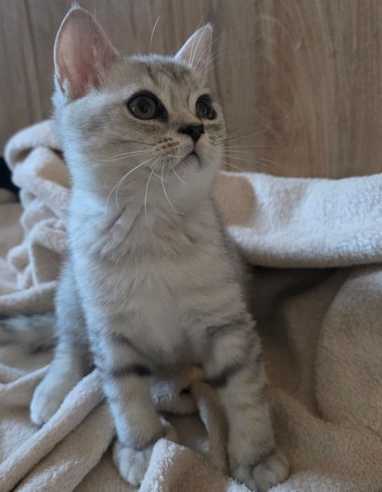 Puiut British Shorthair