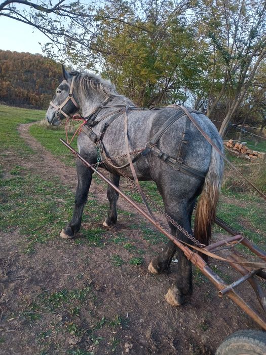Vând mânz percheron 2 ani