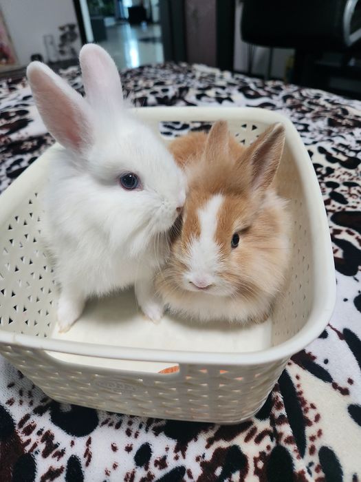 Iepurasi drăgălași...cap de leu