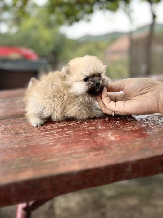 Уникални померани