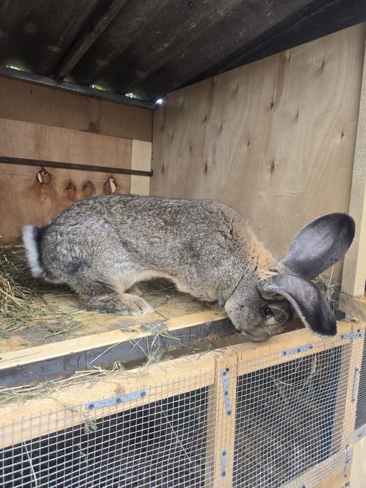 Vând mascul de urias german matur