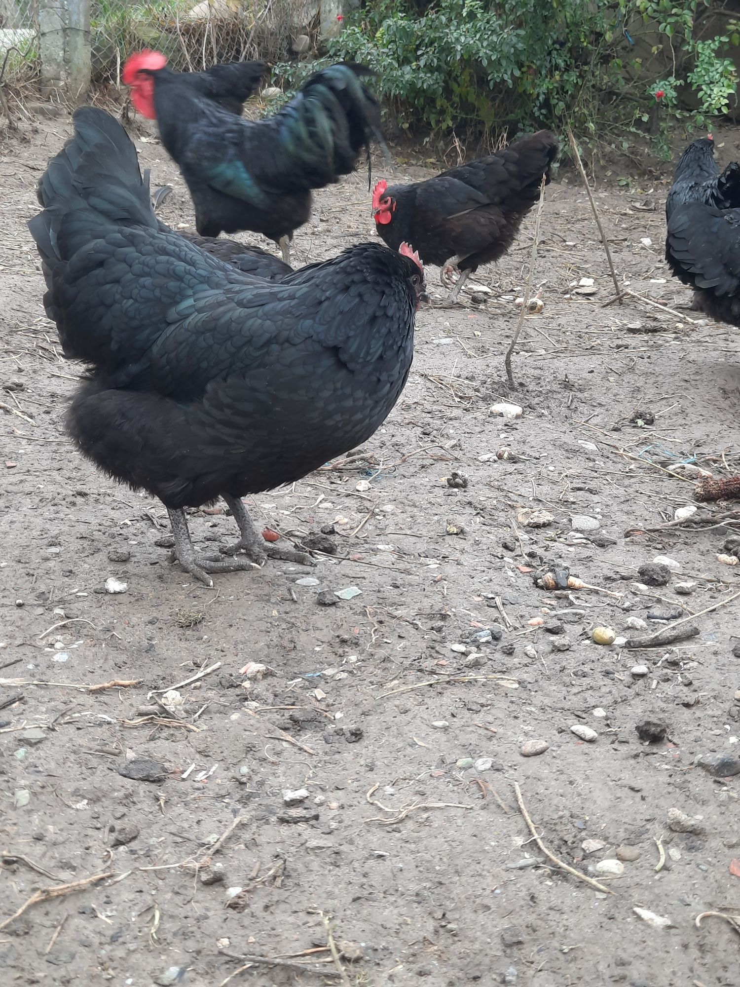 Vând puicute australorp