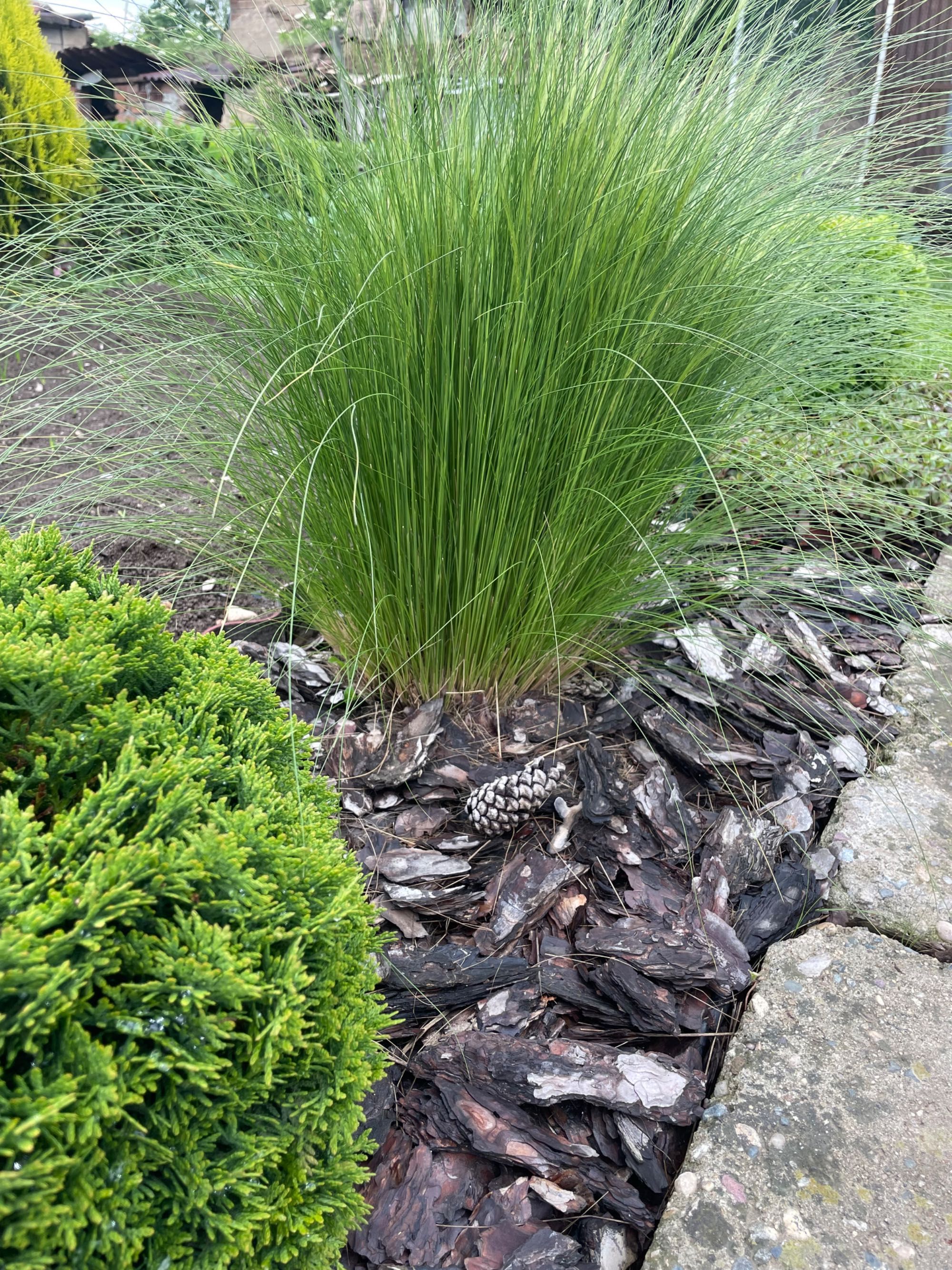 Декоративна трева Стипа /Stipa Tenuissima/