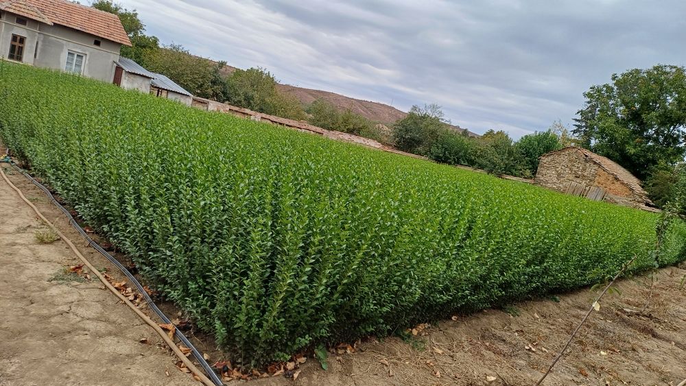 Лигуструм (ligustrum)