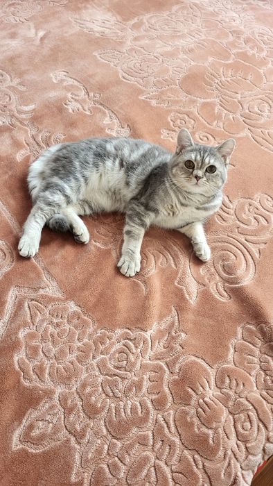 British shorthair