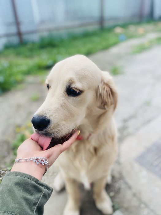 Catelus golden retriever