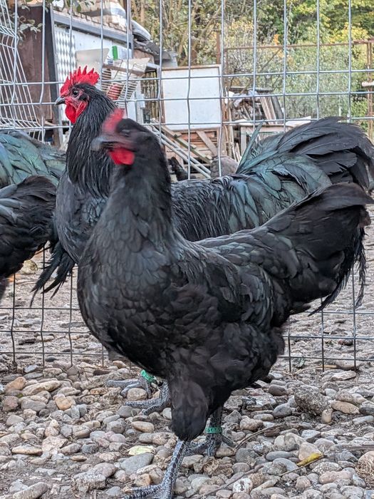 Puicuțe Austrlorp negru
