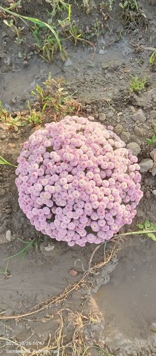 Гул Хризантема глобус гулари