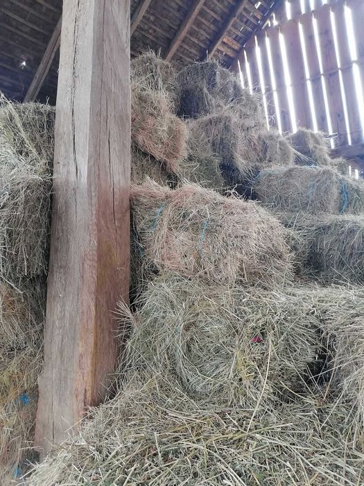 Vand 1200 baloti de fan , o parte din ei au si lucerna in ei.