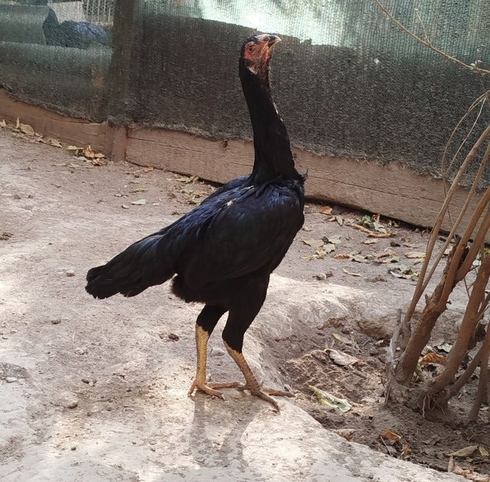 3 Моки 1 хуроз сотилади.