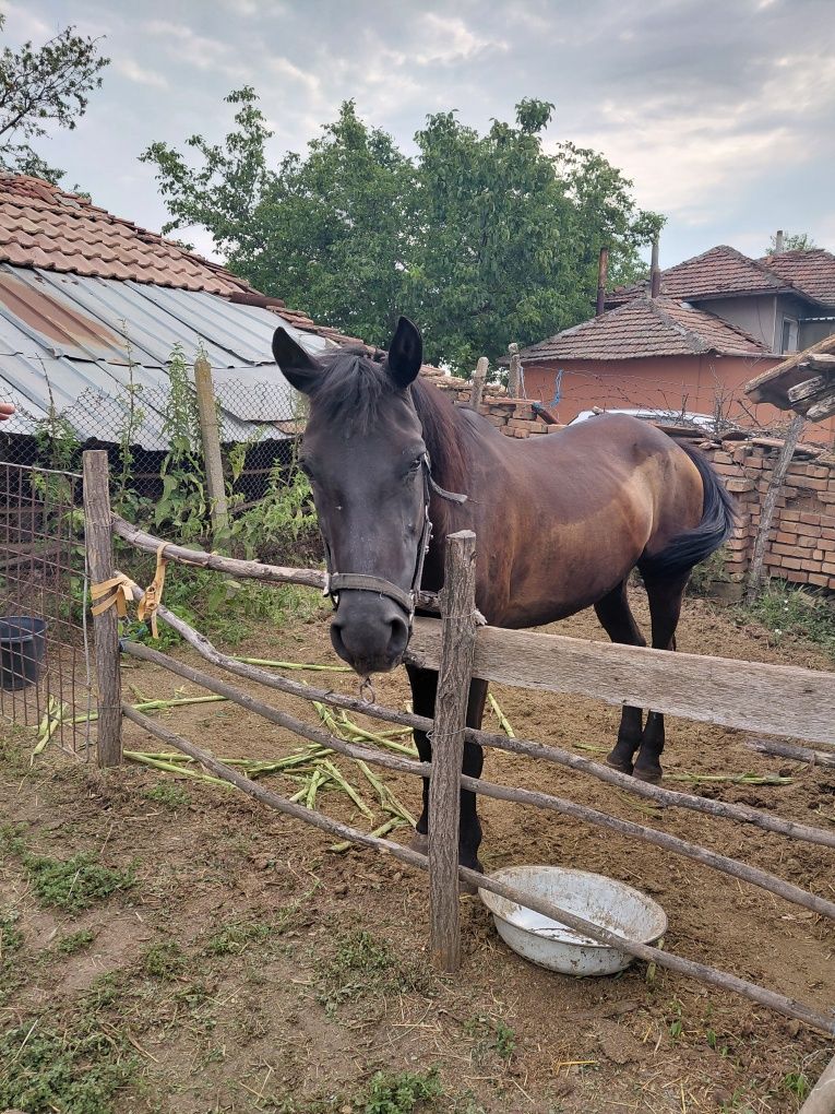 Продавам кобила.
