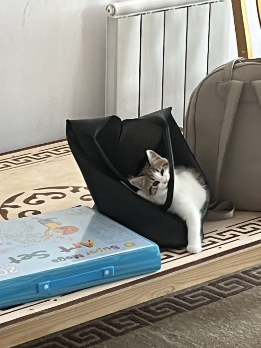 Отдам котенка в хорошие руки