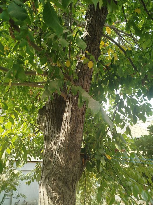 Ёнғоқ дарахти сотилади