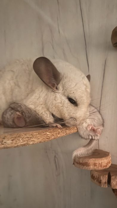 Продаю шиншилят