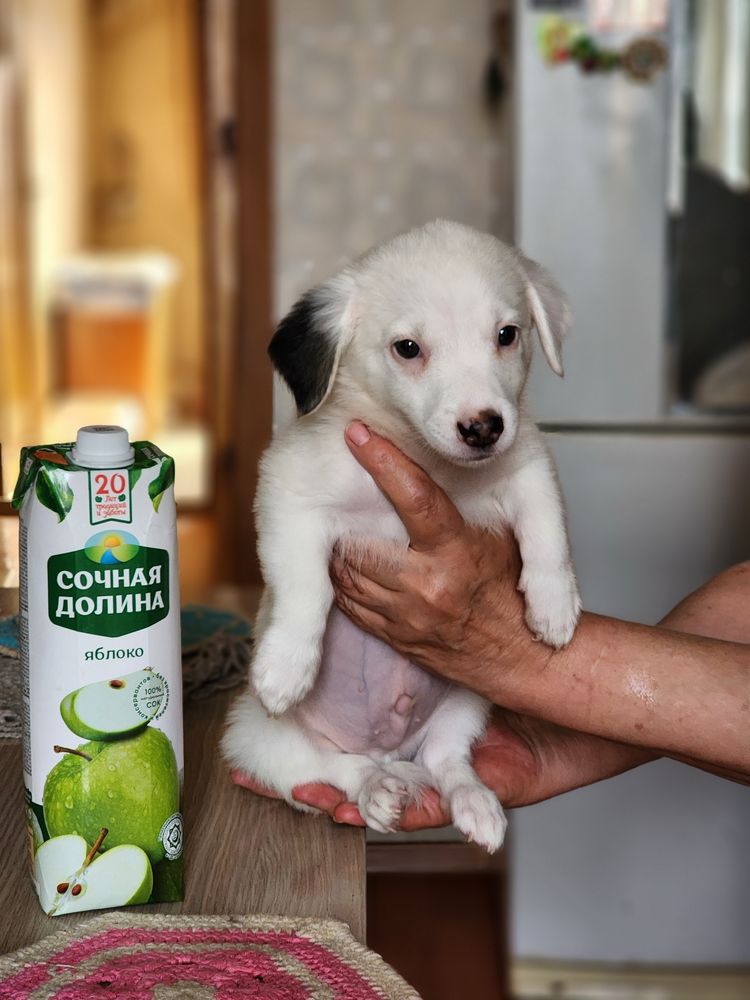 Малыши ищут ответственных родителей!