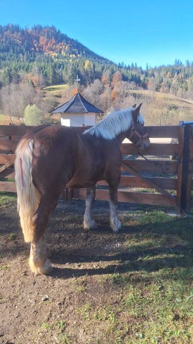 Mânz ciocolatiu !!!