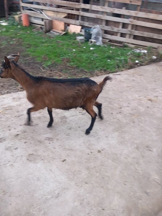 Vind edite alpin francez