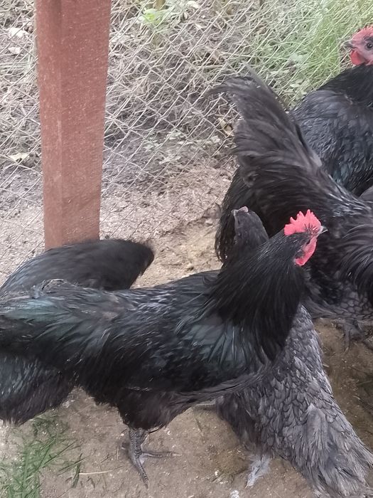Cocoși australorp !