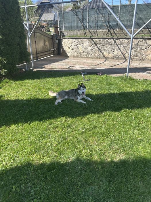 Donez mascul husky siberian