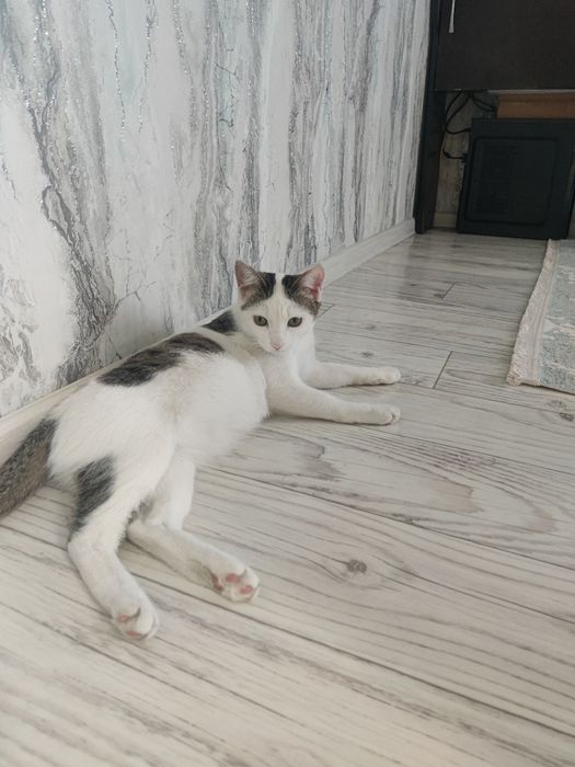 Бесплатно! Кошка домашняя