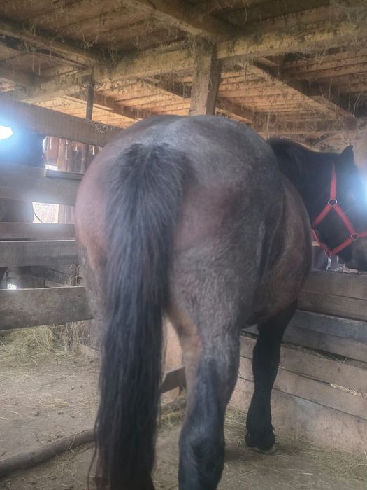 Vând două iepe semigrele