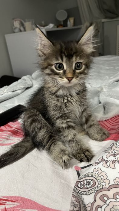 Отдам котят в добрые руки