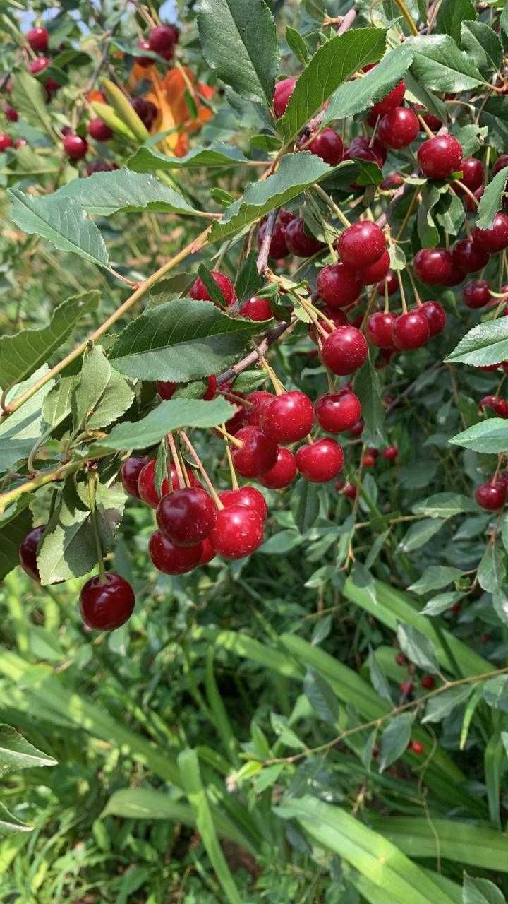Вишня (Шымкент - Каскасу)