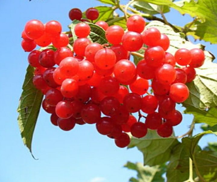 Калина свежая продам