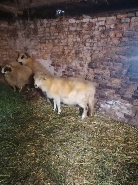 Doua oi de taiat de dat