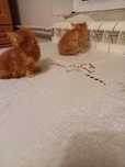 Котята пушыстики