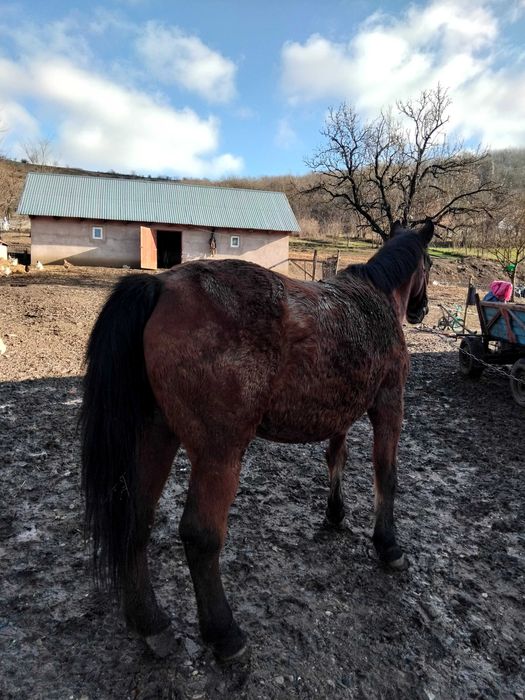 Iapa grasa pt abator