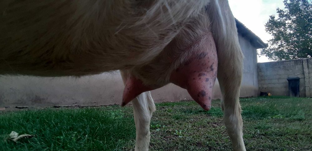 Capra Metis .Anglo Nubian Nobila Germana