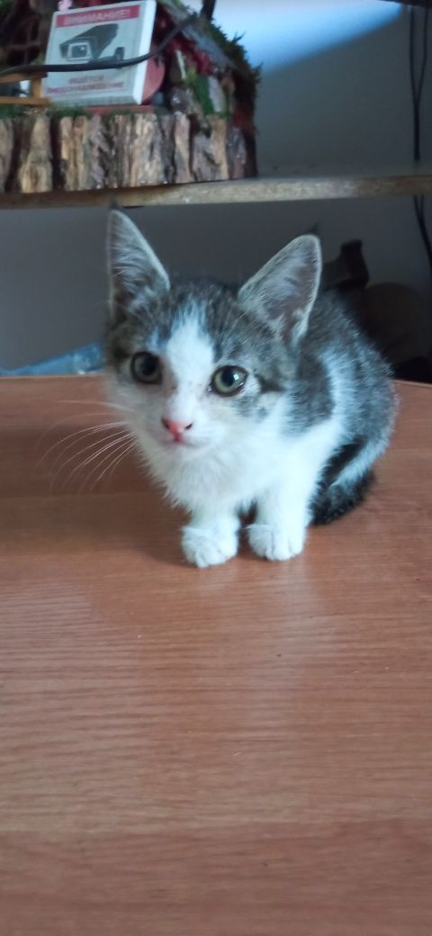 Отдается котенок