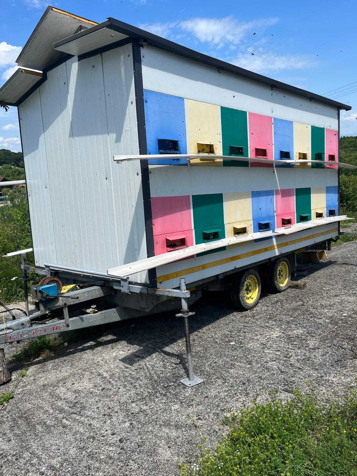Vand pavilion apicol cu 32  familii albine