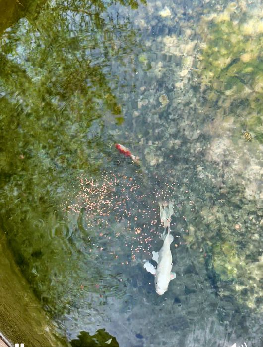 Baliq akvarumda boqilekan