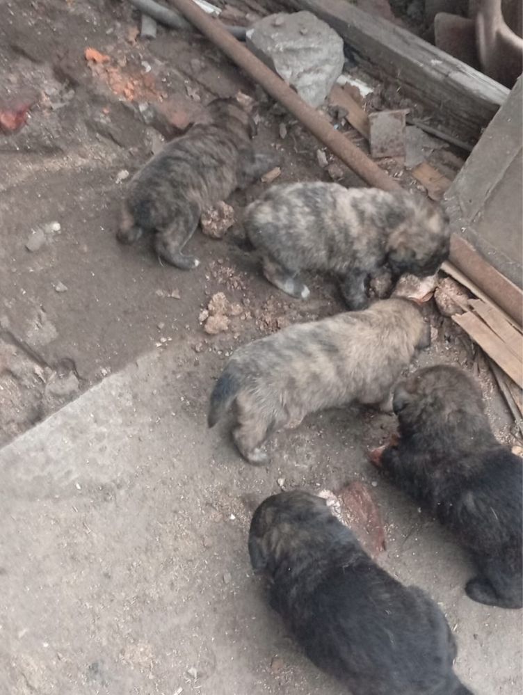 отдам щенка девочка помесь овчарки